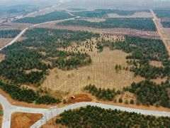 3年造林41萬畝 雄安新區(qū)為地球增添一抹綠